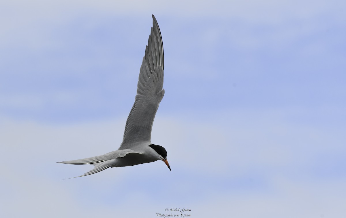 Common Tern - ML618835178