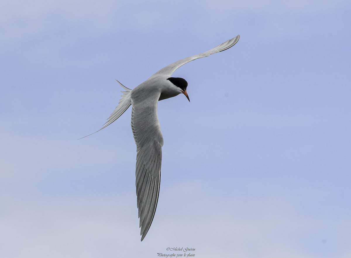 Common Tern - ML618835179