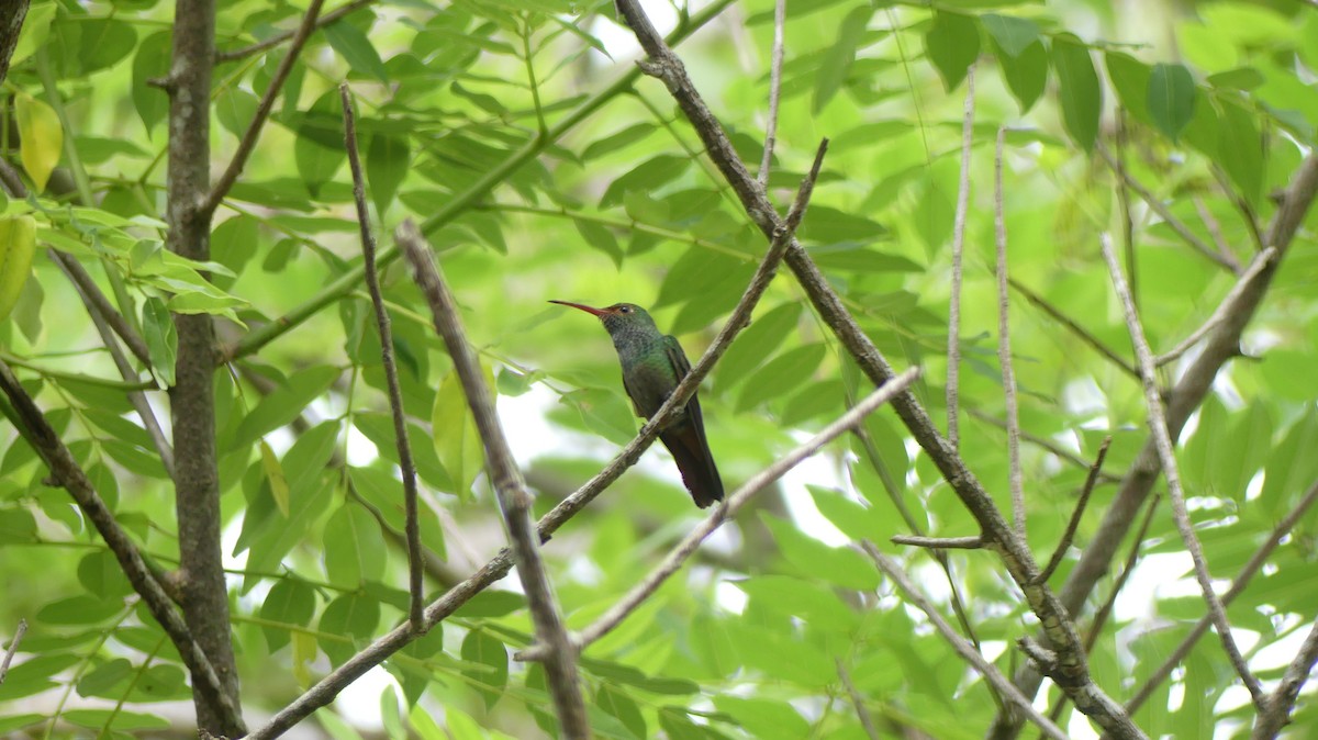 Rufous-tailed Hummingbird - Terry van Niekerk
