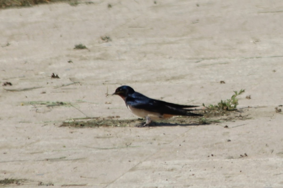 Barn Swallow - ML618835216