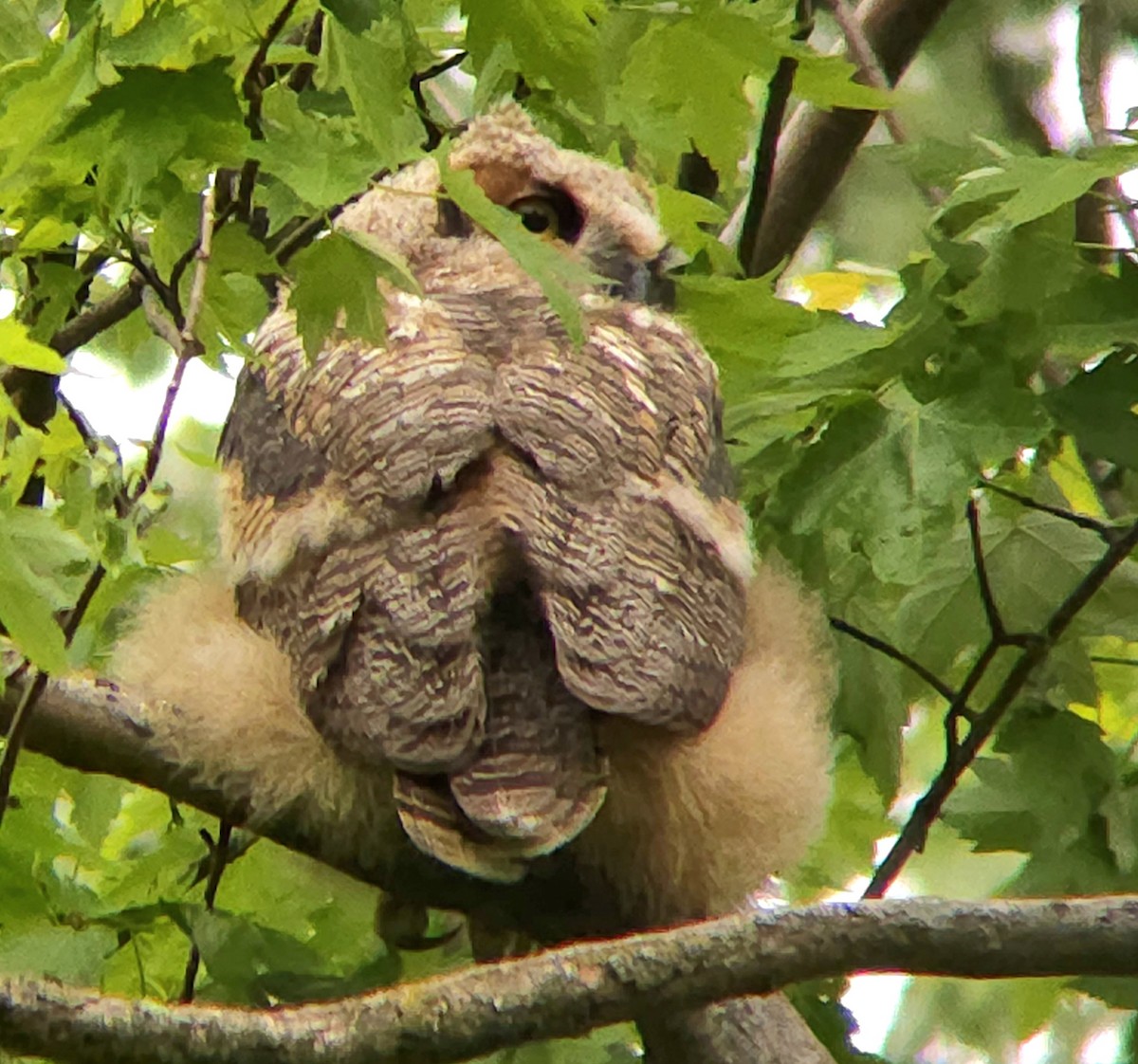 Great Horned Owl - ML618835254