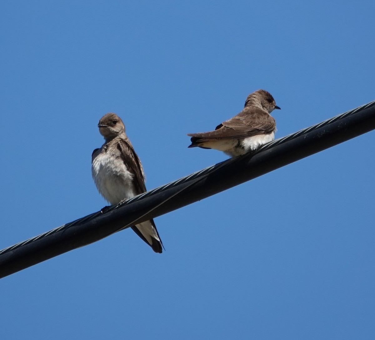 Northern Rough-winged Swallow - ML618835282