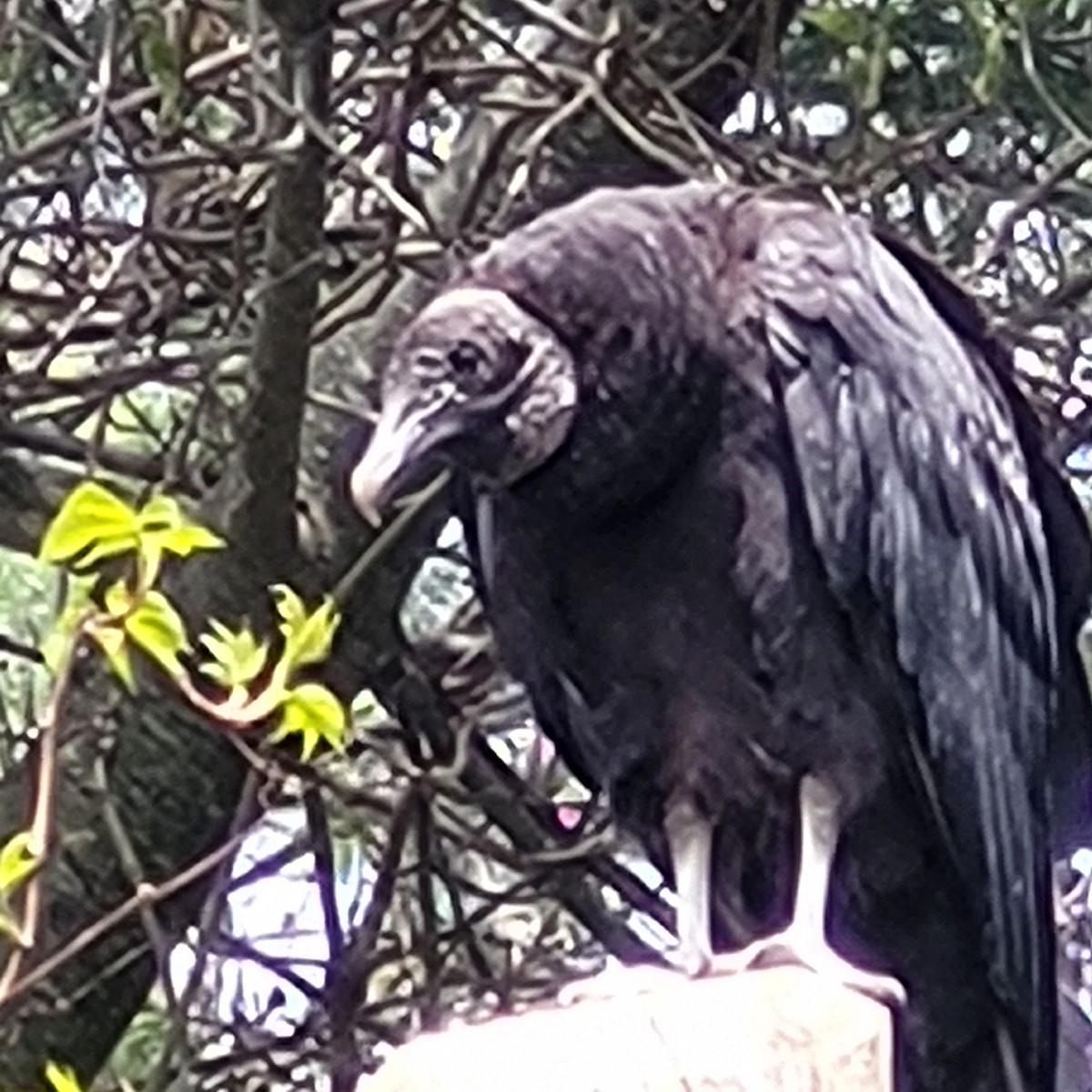 Black Vulture - ML618835318