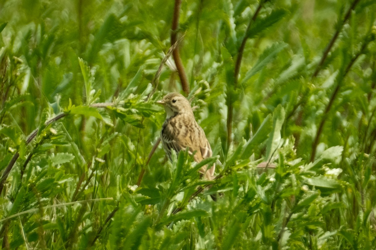 Meadow Pipit - Devin Marshall