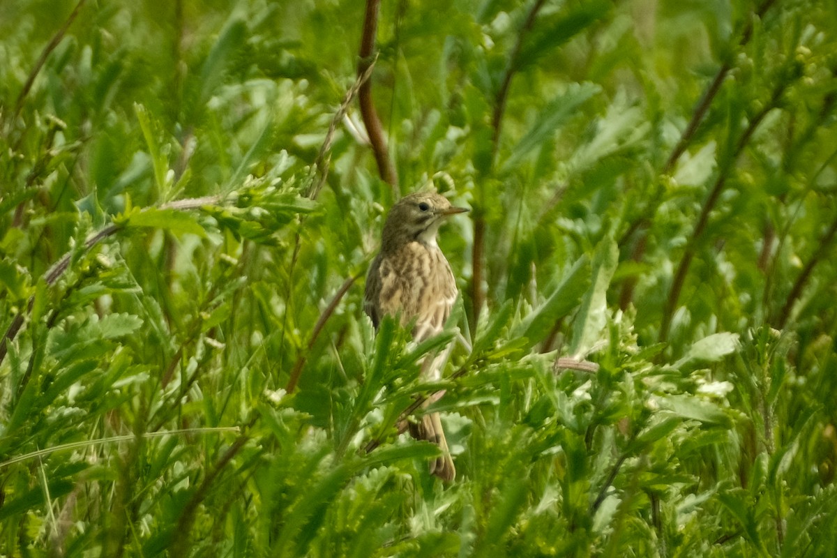 Meadow Pipit - ML618835334