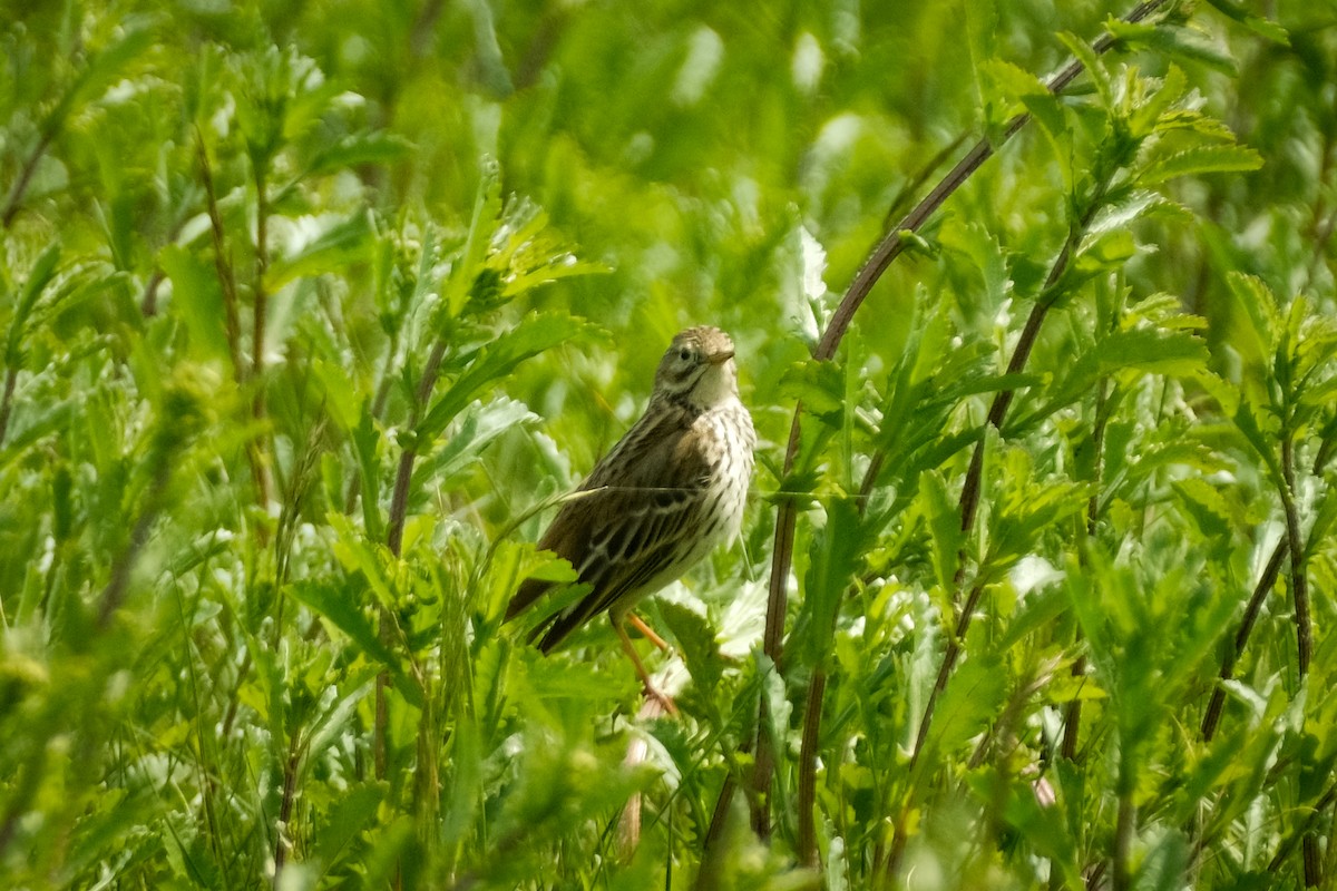 Meadow Pipit - Devin Marshall
