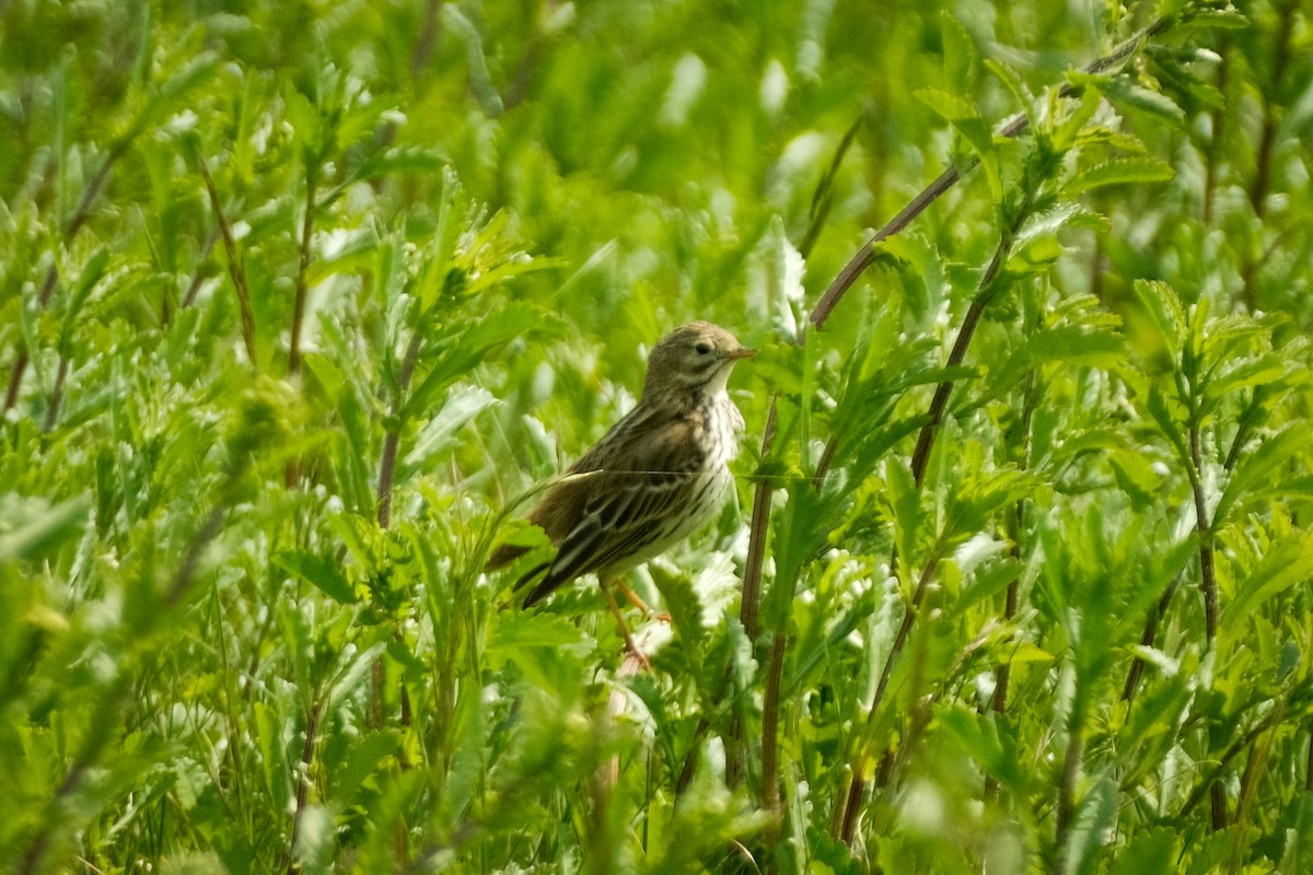 Meadow Pipit - ML618835338