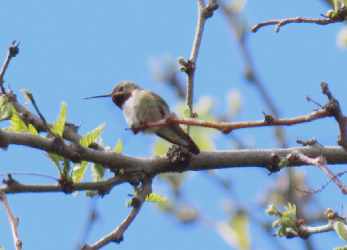 Broad-tailed Hummingbird - ML618835342