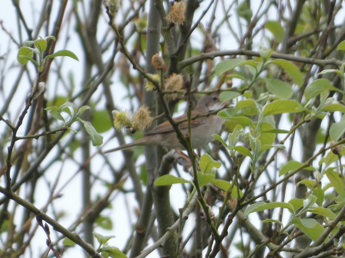 Greater Whitethroat - Mike Tuer