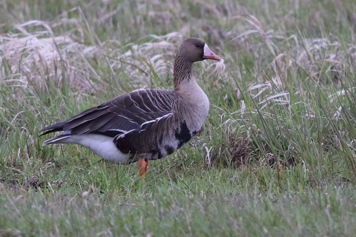 Greater White-fronted Goose - ML618835429