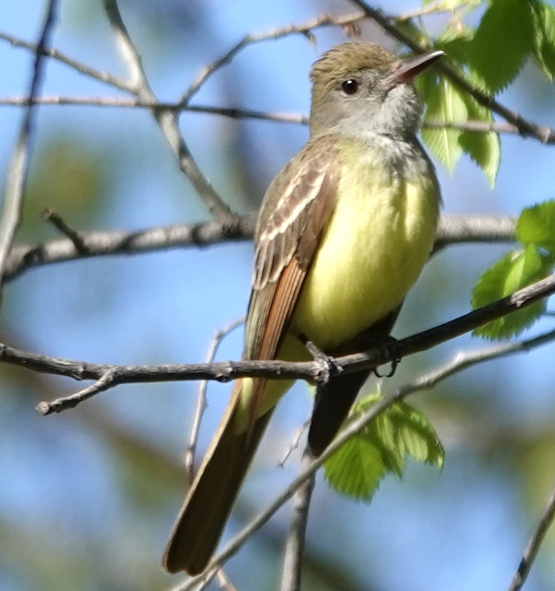 Great Crested Flycatcher - ML618835436