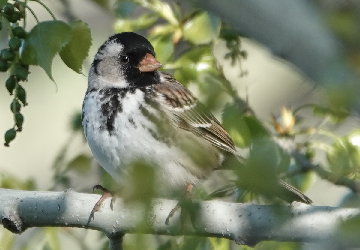 Harris's Sparrow - ML618835474