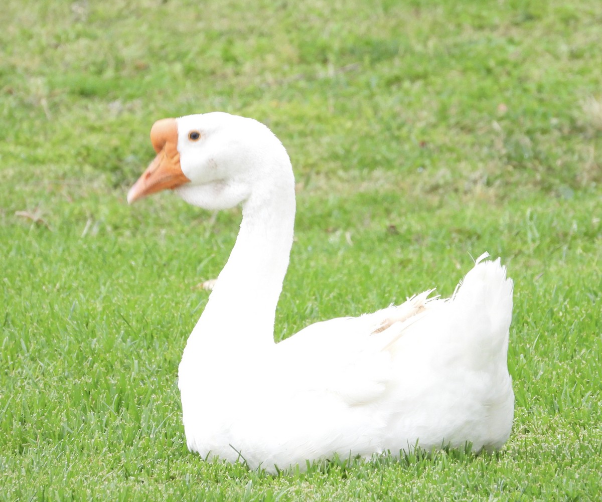 Domestic goose sp. (Domestic type) - Cathie Canepa