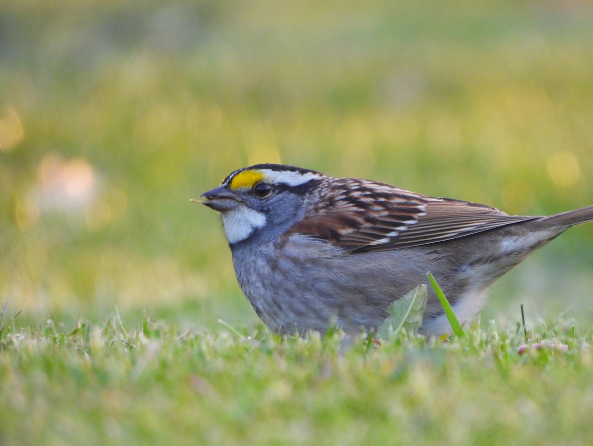 White-throated Sparrow - ML618835537