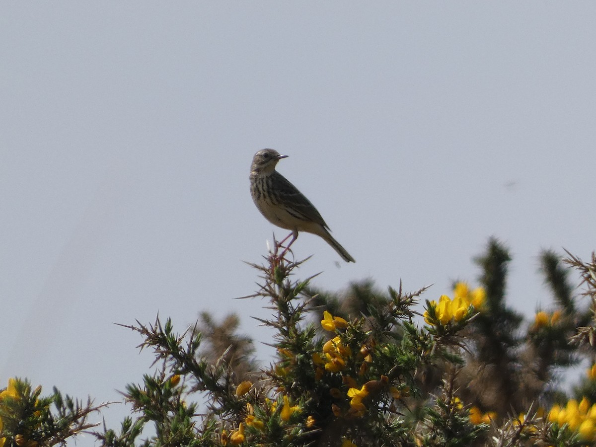 Meadow Pipit - ML618835539
