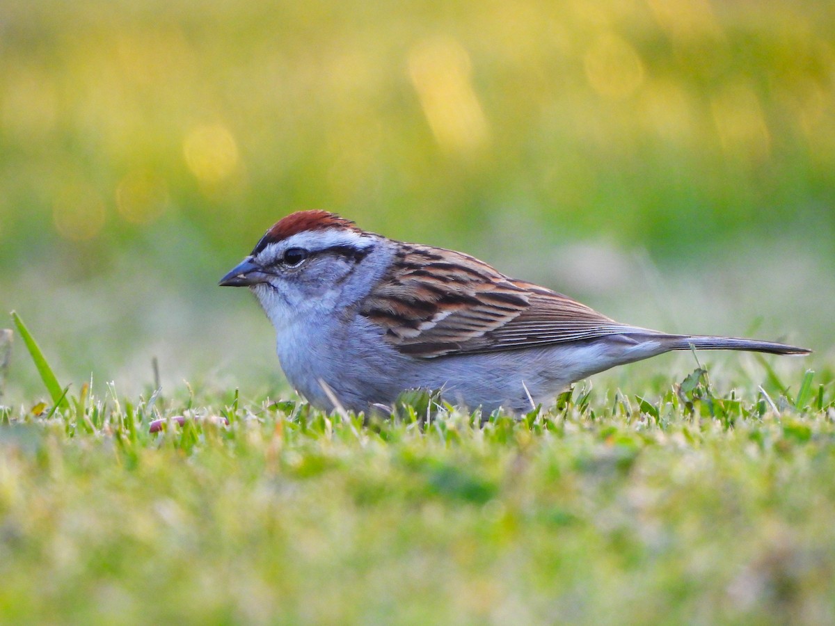 Chipping Sparrow - ML618835548