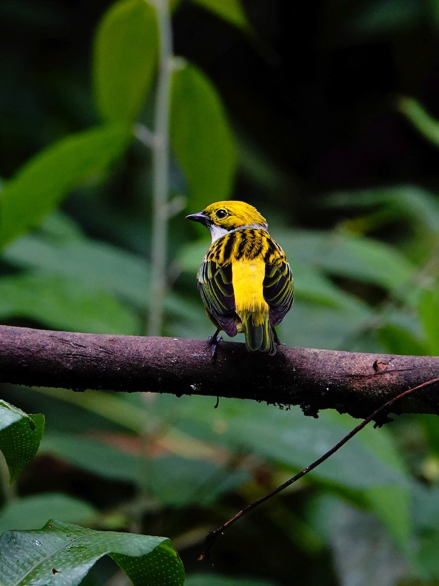Silver-throated Tanager - ML618835566