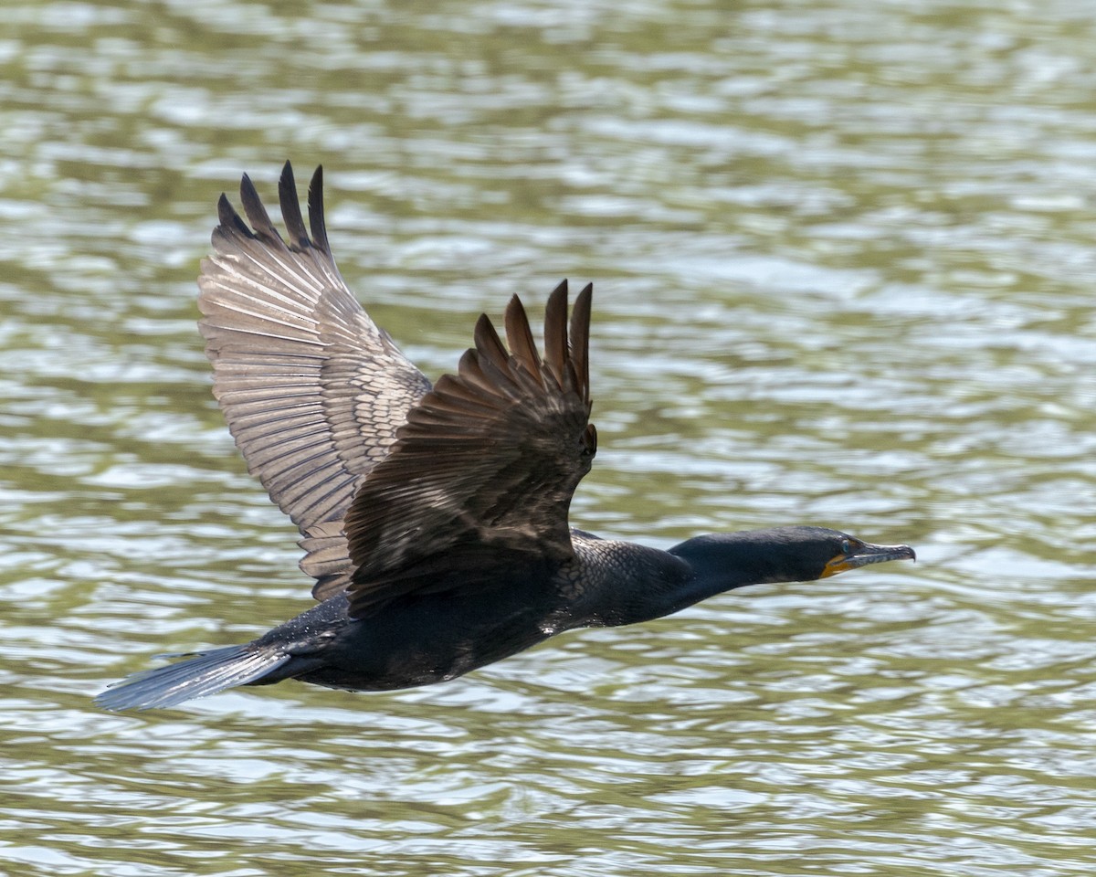 Double-crested Cormorant - Larry Stephan