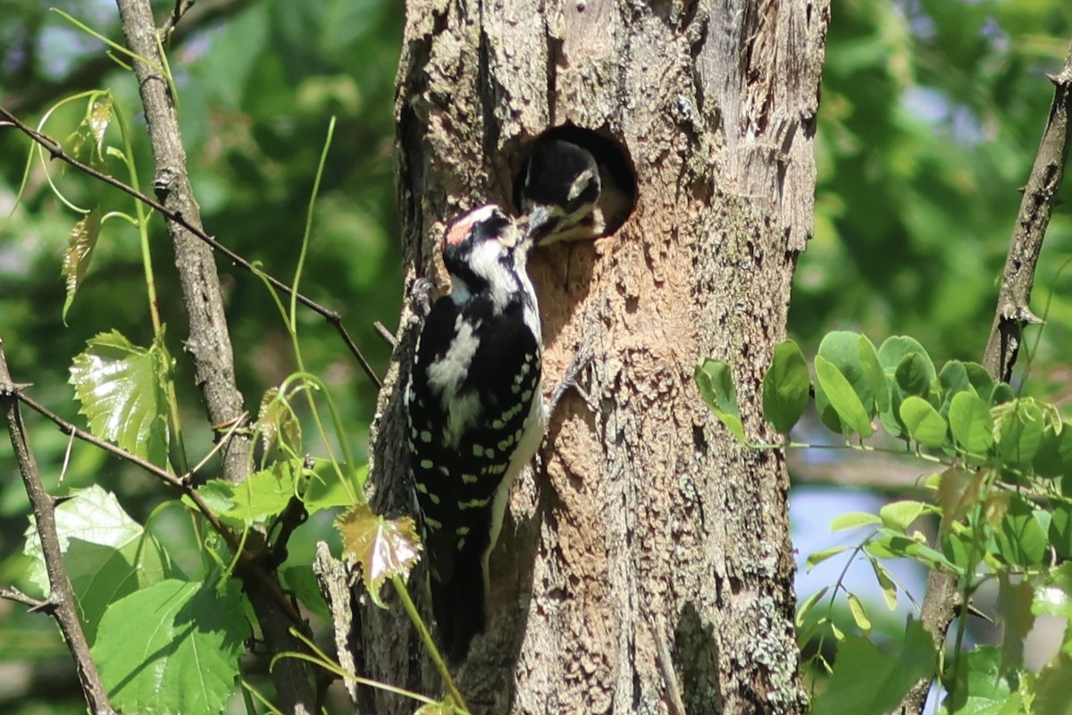 Hairy Woodpecker - ML618835616