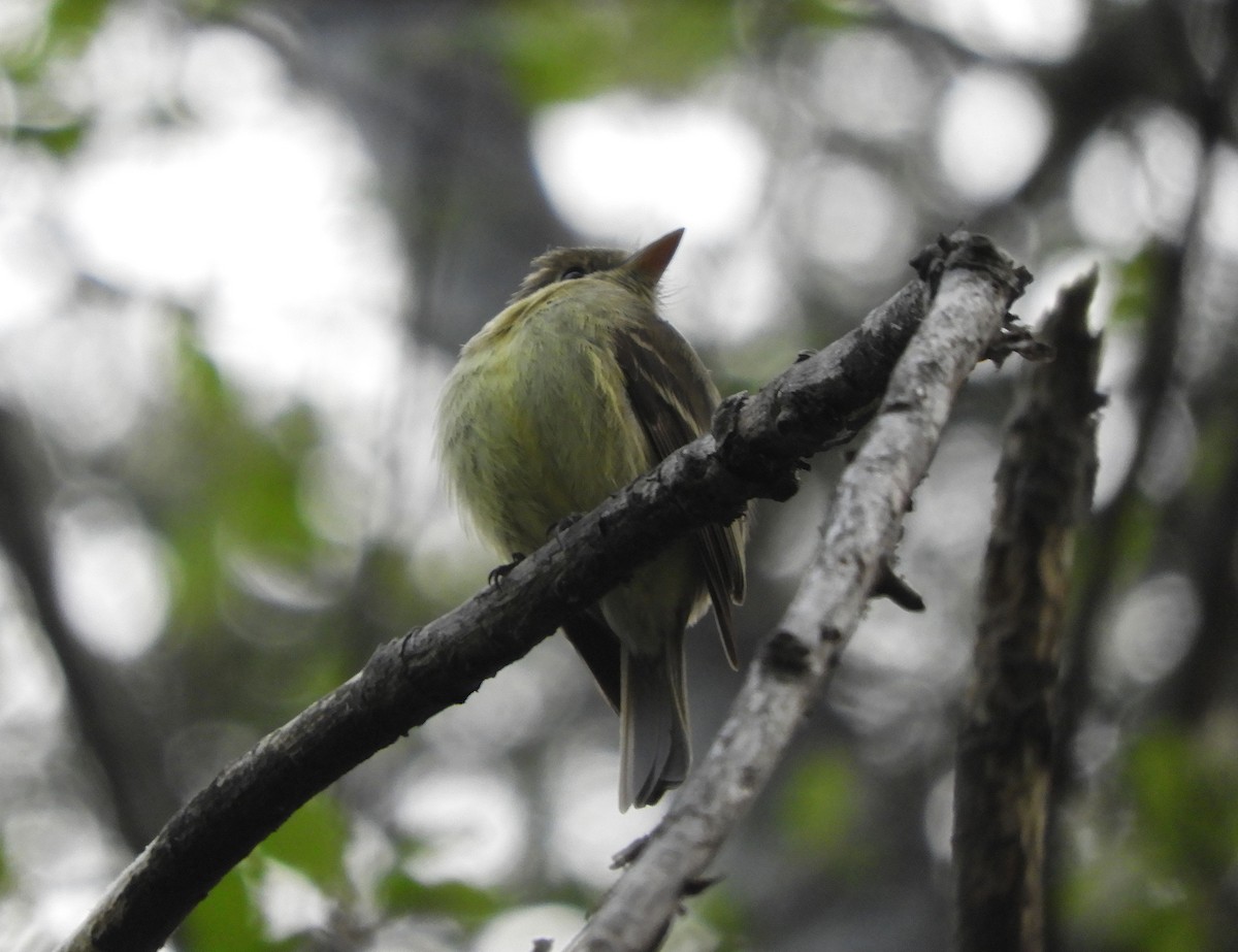 Western Flycatcher (Pacific-slope) - Christian Rixen