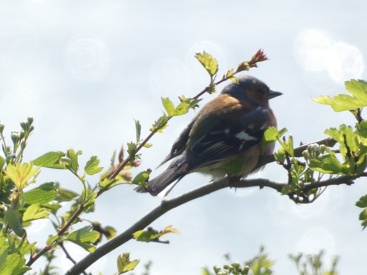 Common Chaffinch - Mike Tuer
