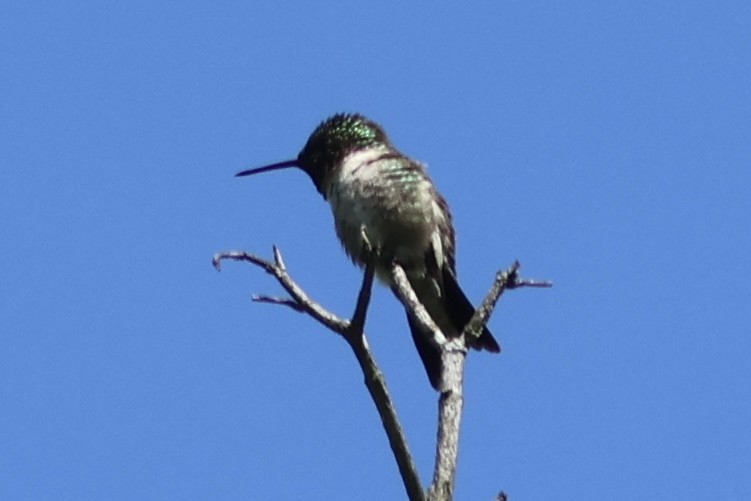 Ruby-throated Hummingbird - ML618835643