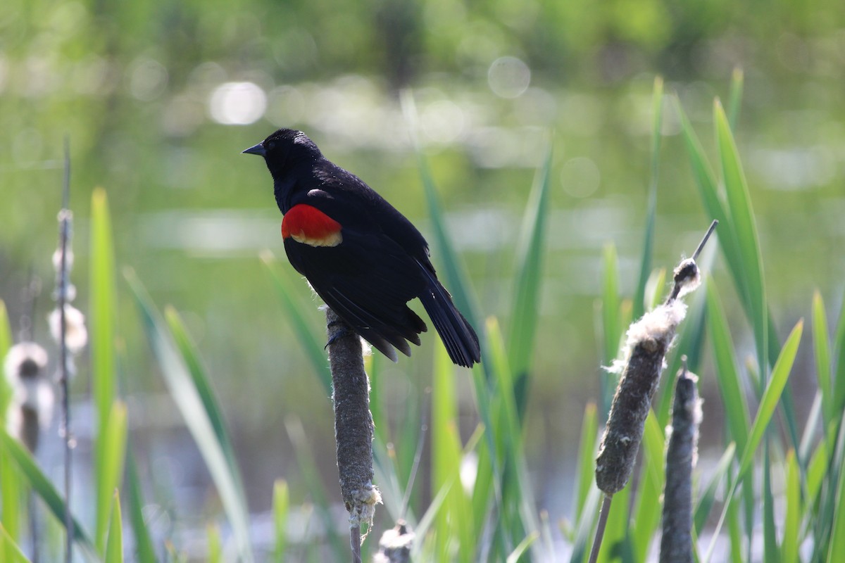 Red-winged Blackbird - Casey Moore-Harris