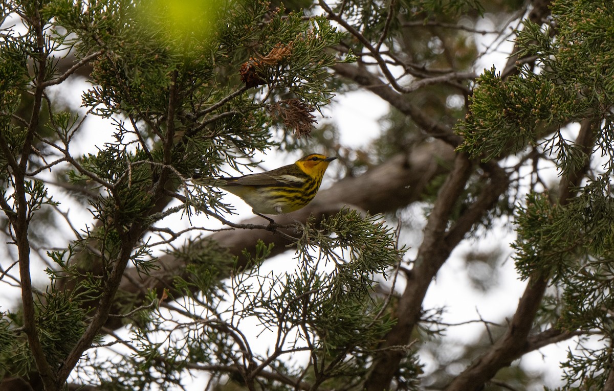 Cape May Warbler - Marilyn White