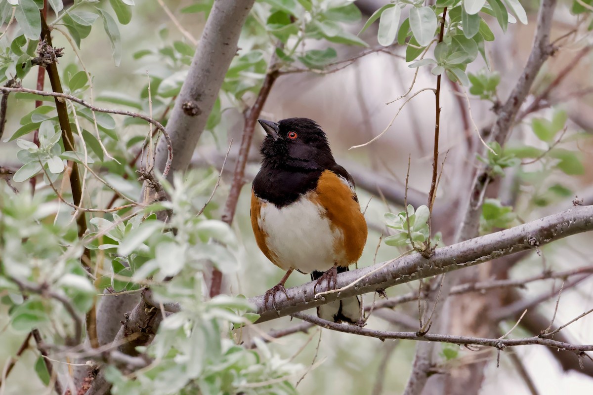 Spotted Towhee - ML618835667
