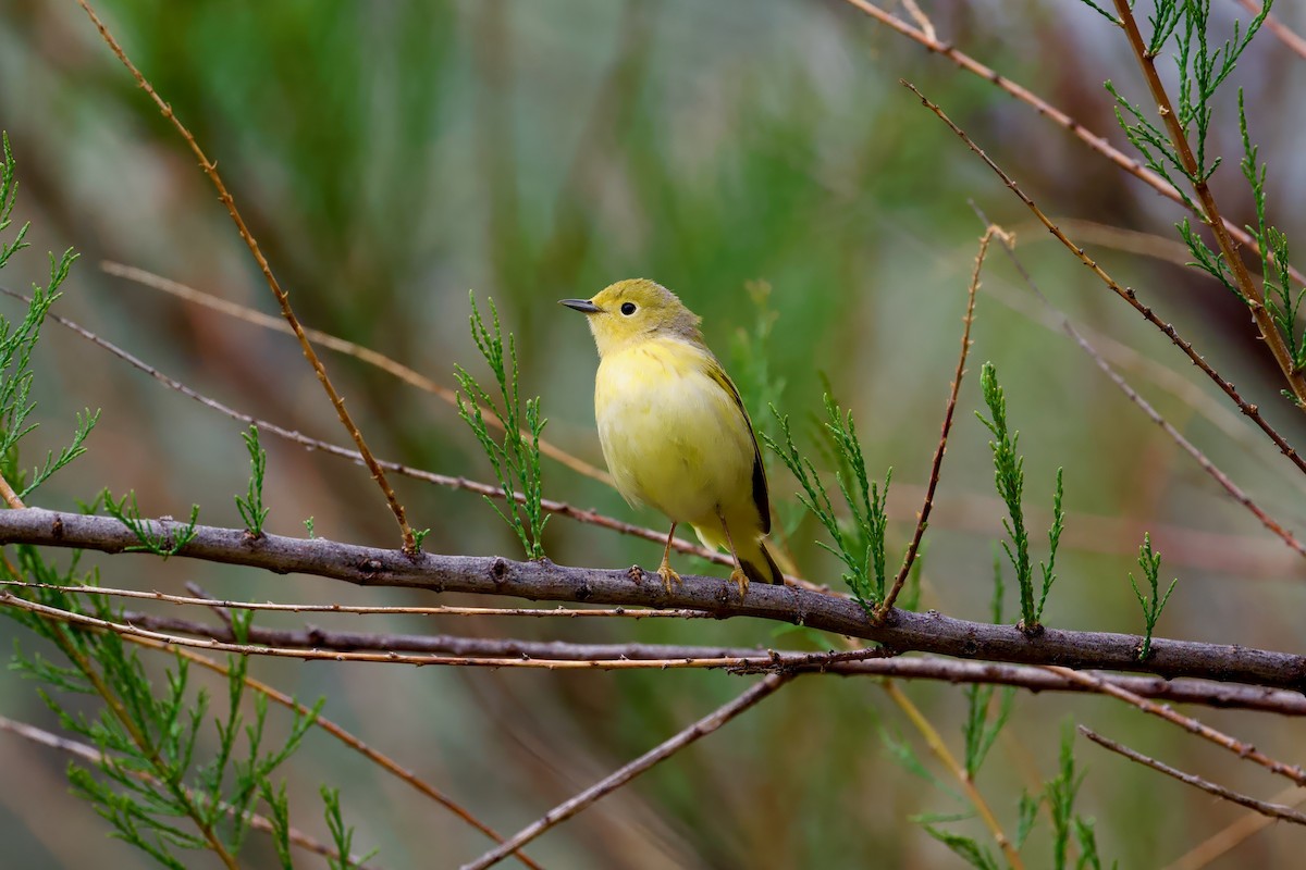 Yellow Warbler - Bill Schneider