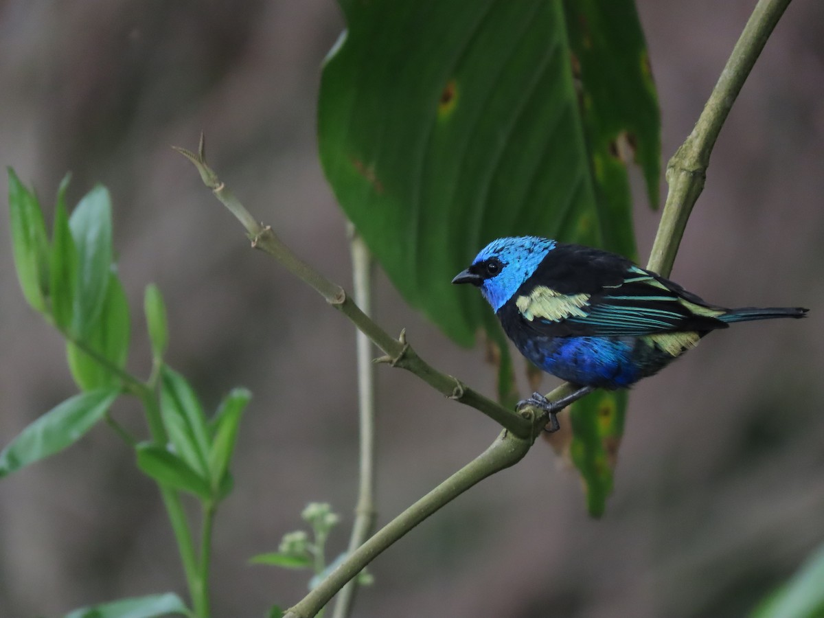 Blue-necked Tanager - ML618835744