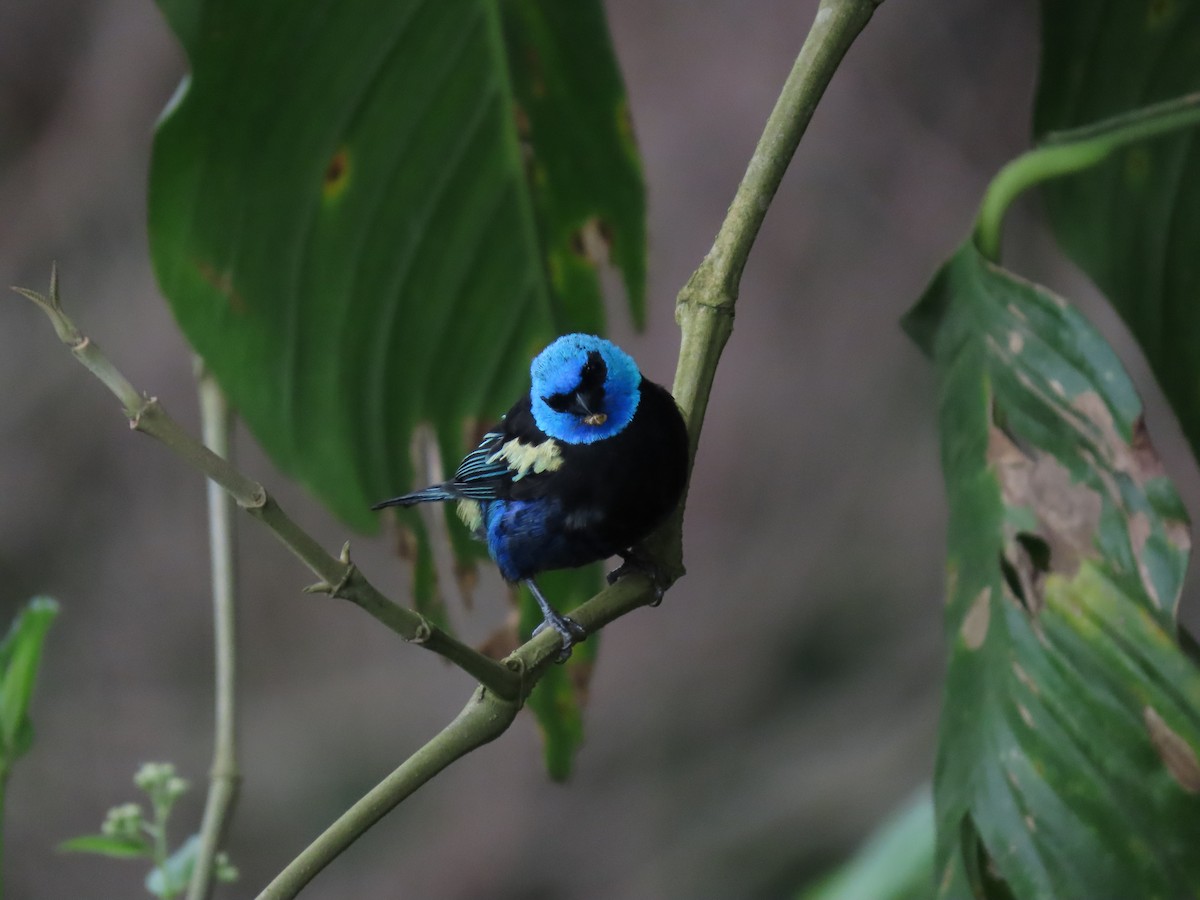 Blue-necked Tanager - ML618835745