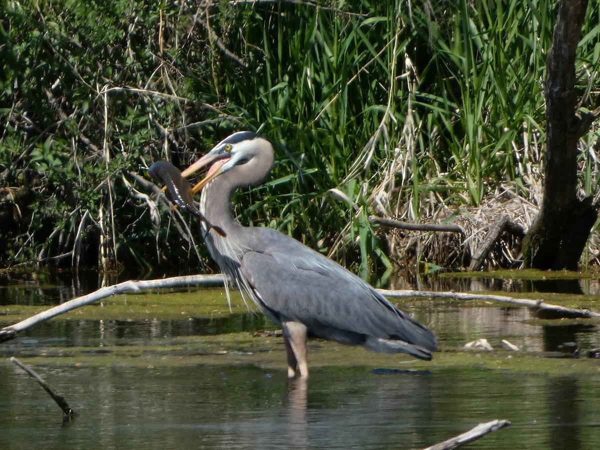 Great Blue Heron - Anand Ode