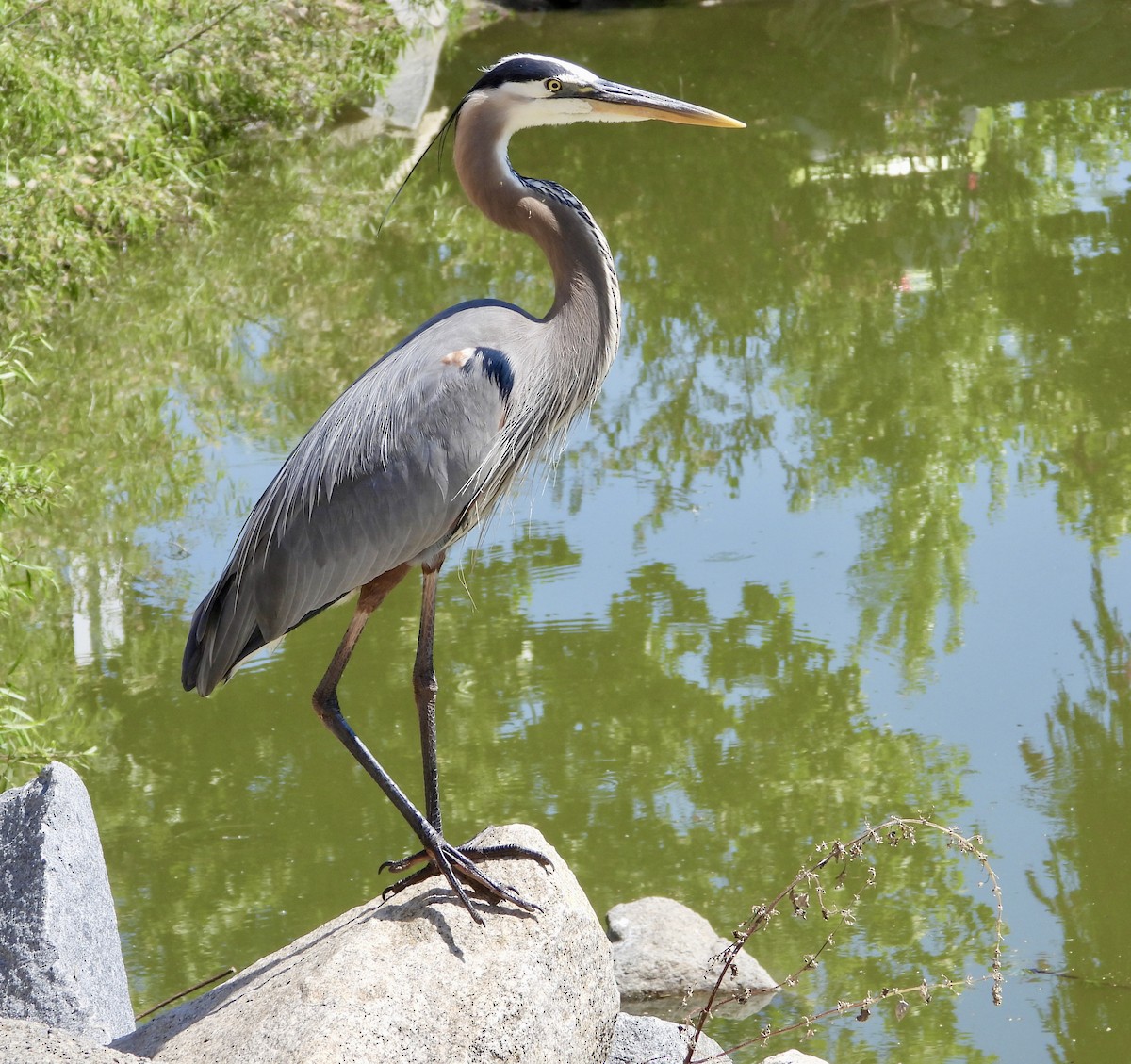 Great Blue Heron - Cathie Canepa