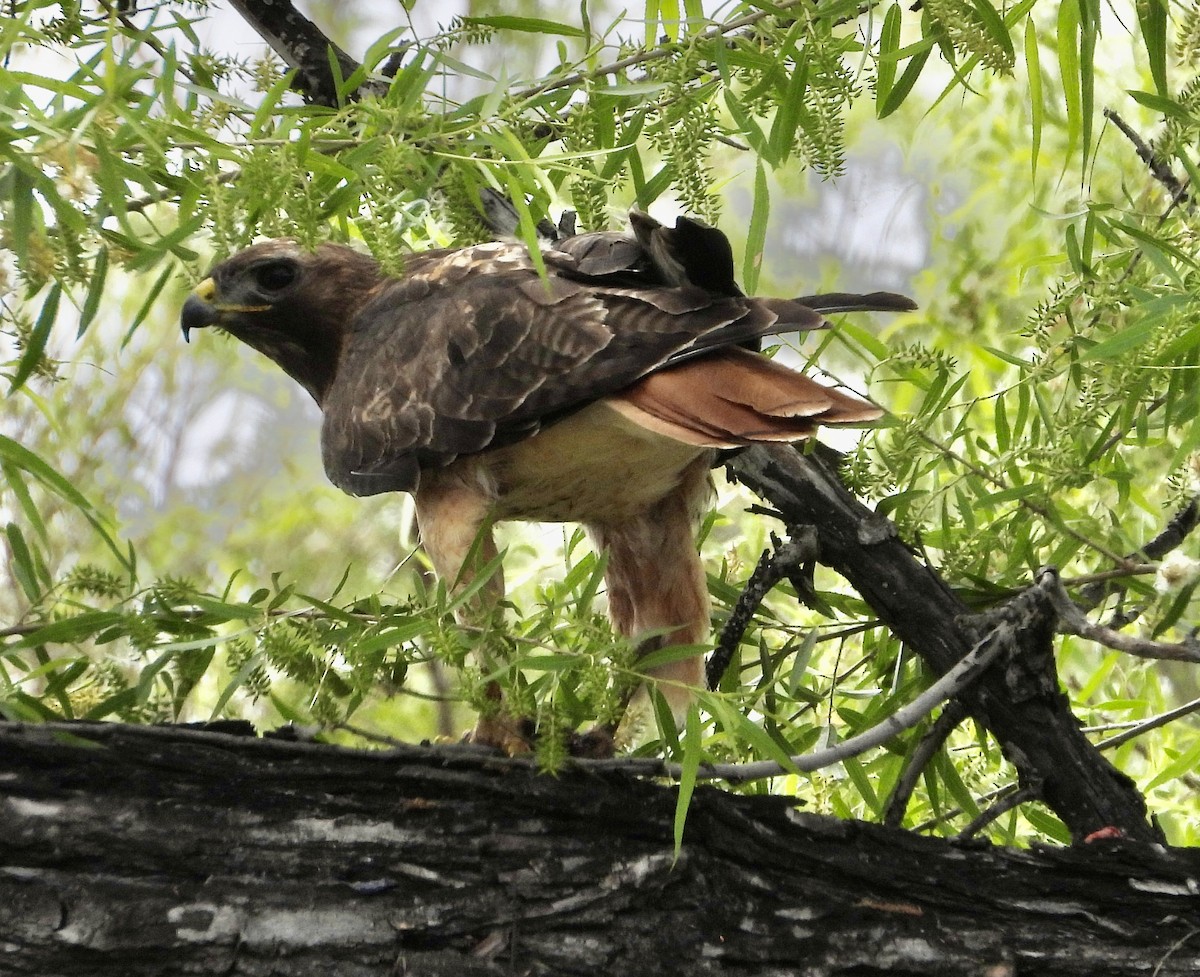 Red-tailed Hawk - ML618835793