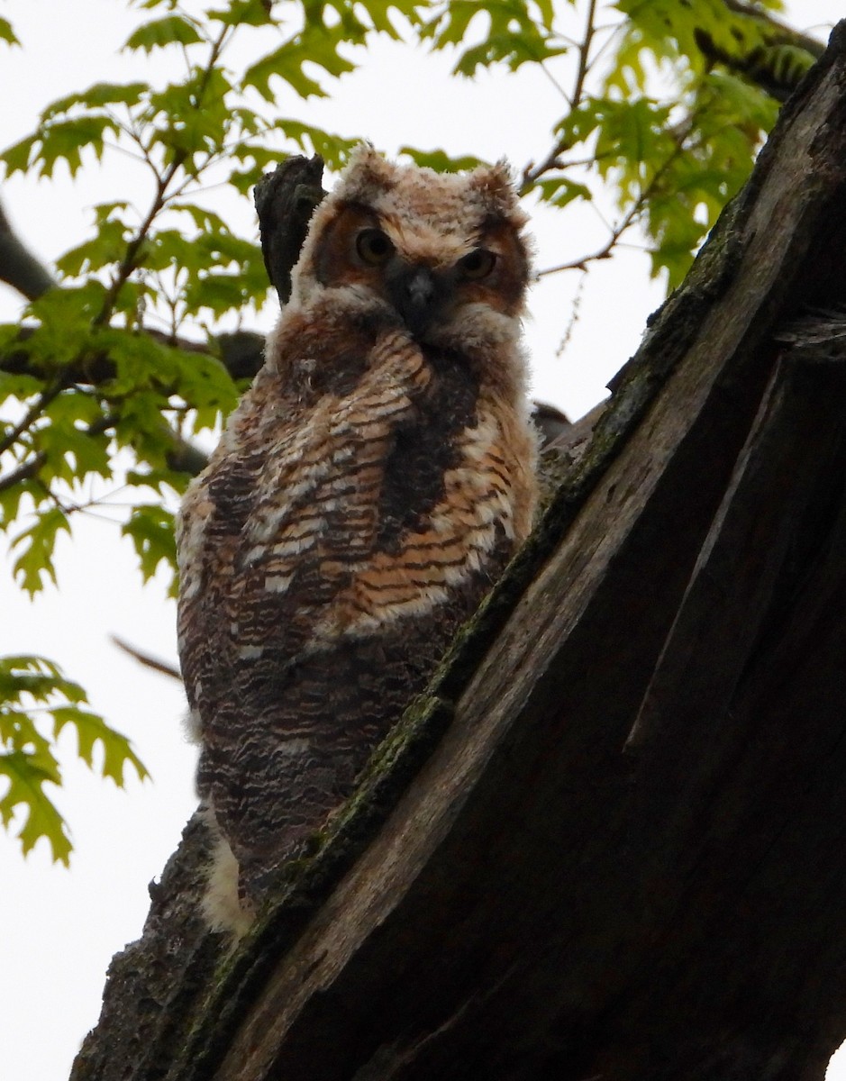 Great Horned Owl - Shirley Andrews