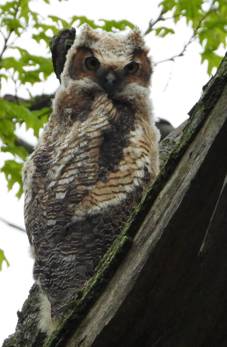 Great Horned Owl - Shirley Andrews