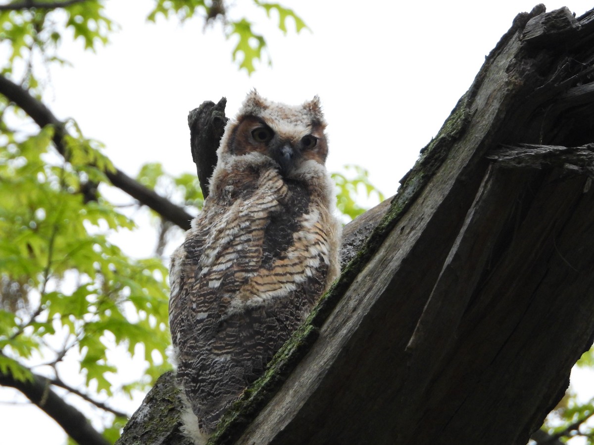Great Horned Owl - ML618835804
