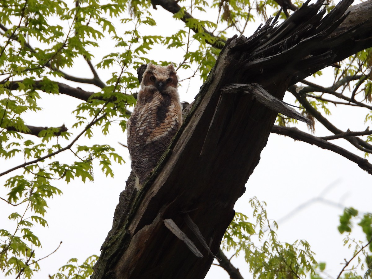 Great Horned Owl - ML618835808