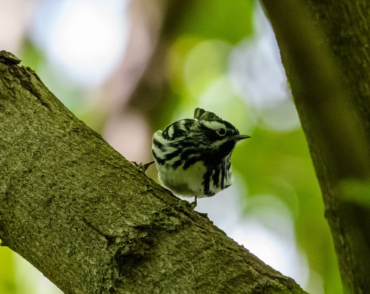 Black-and-white Warbler - ML618835837