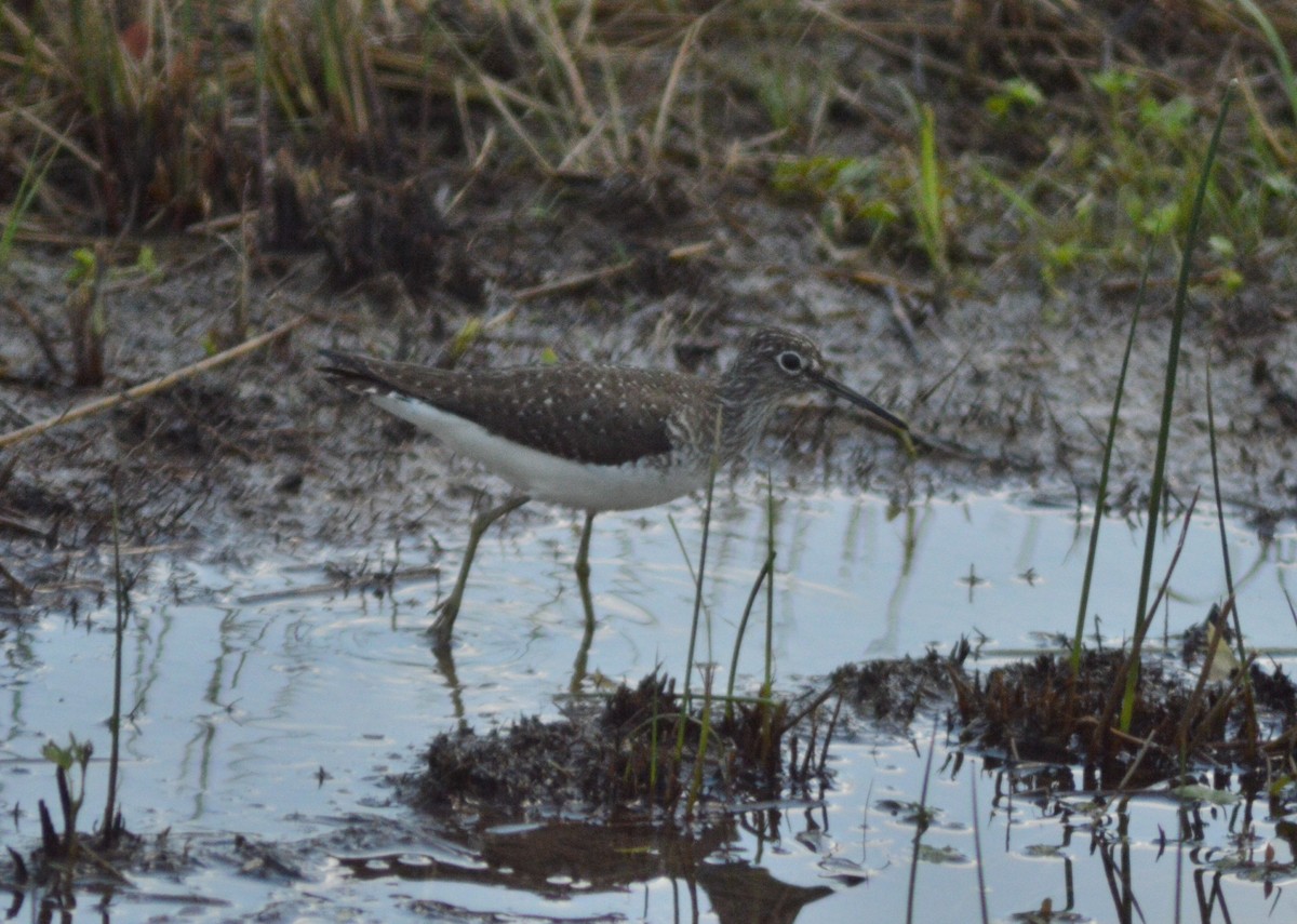 Solitary Sandpiper - Ryan Pudwell