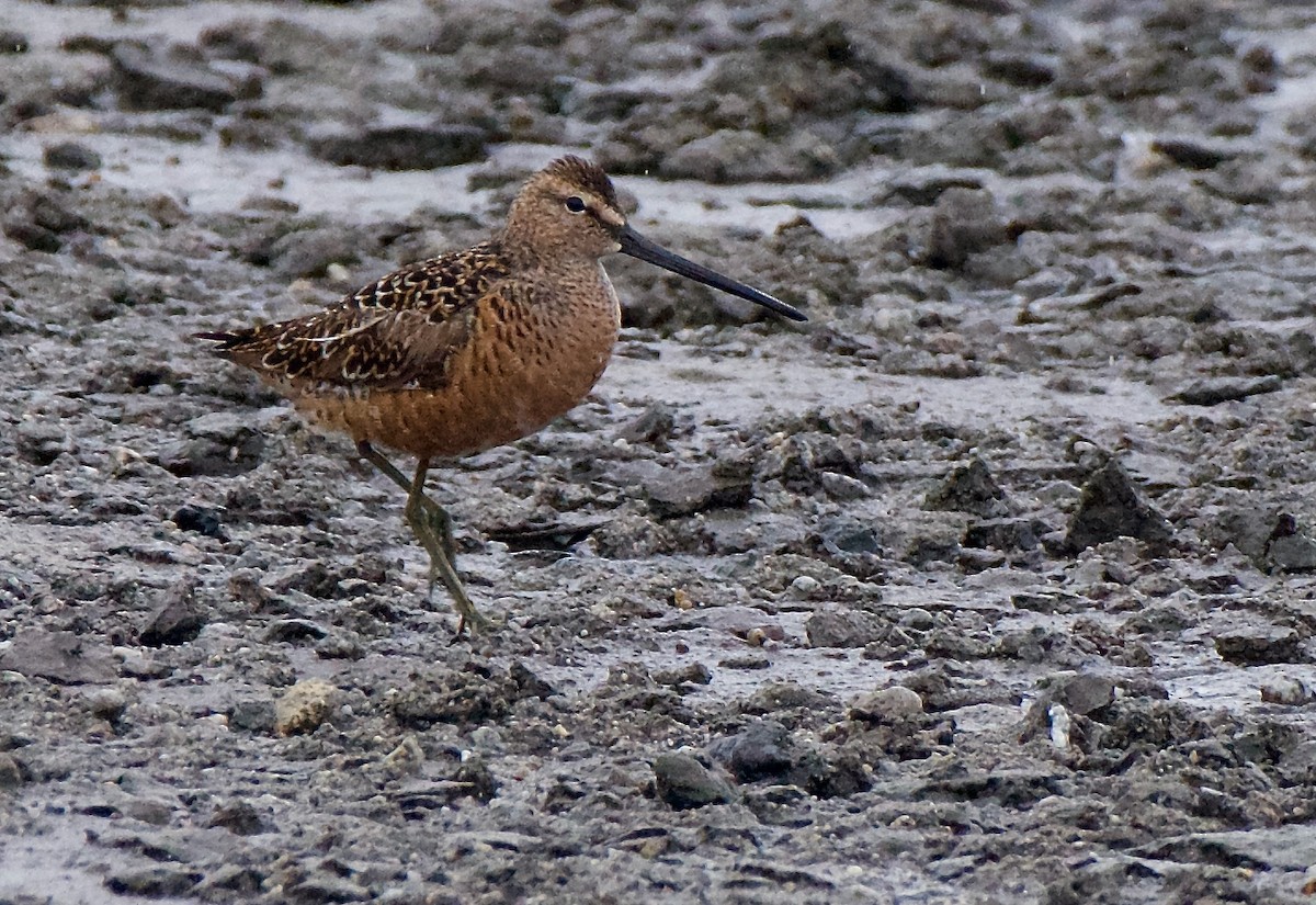 eBird Checklist 11 May 2024 Chalk Cliff Fish Hatchery 15 species