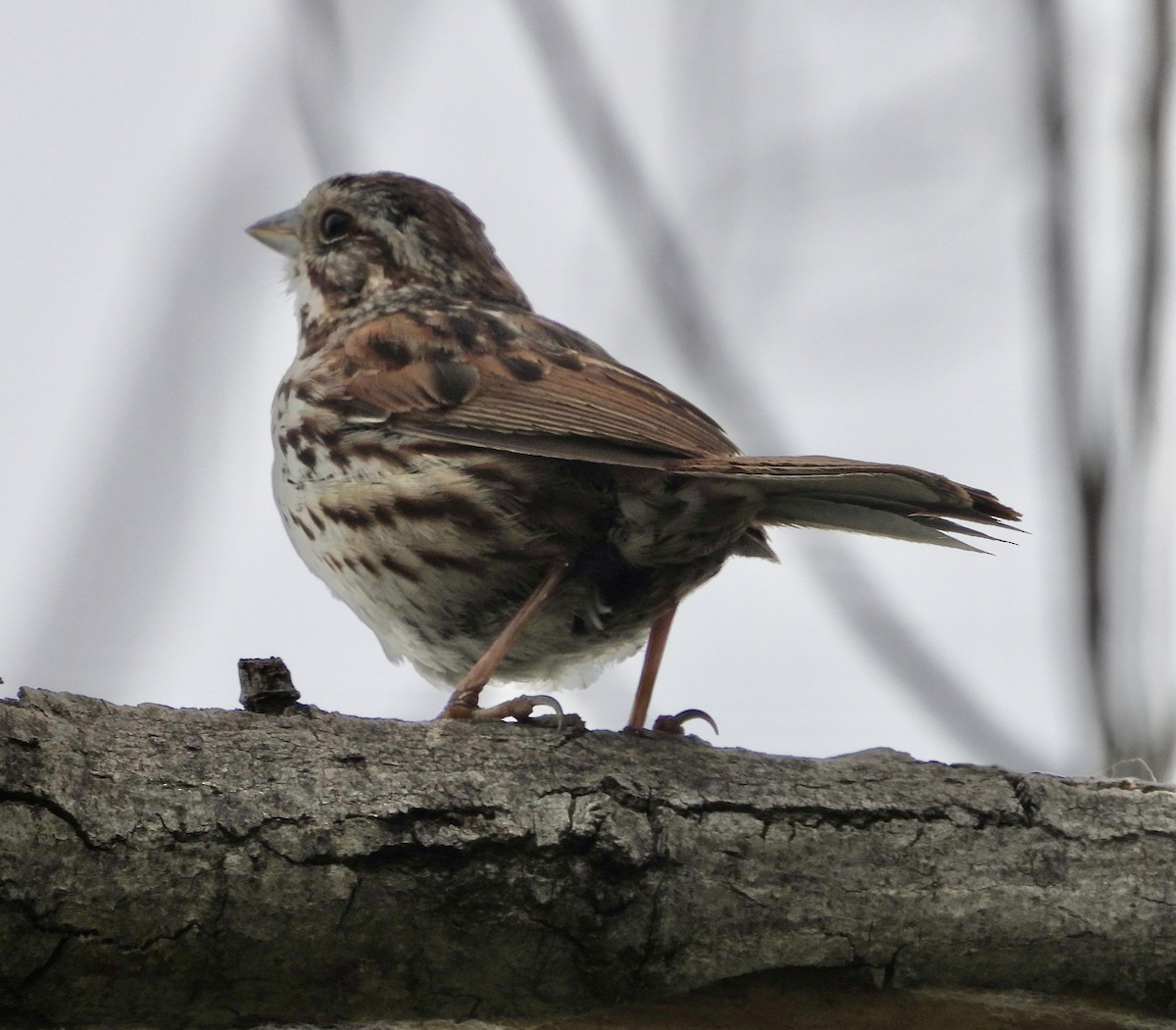 Song Sparrow - Cathie Canepa