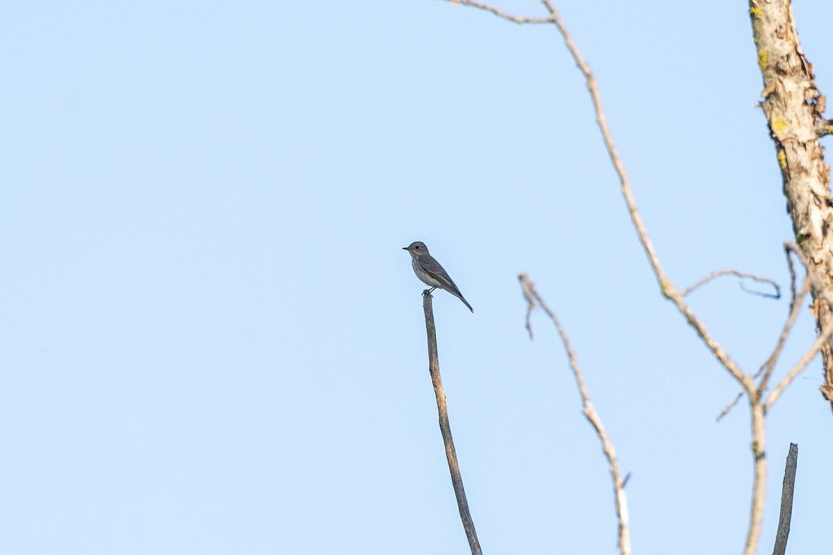 Spotted Flycatcher (Spotted) - ML618835899