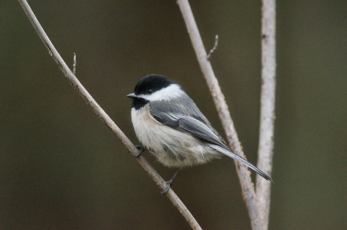 Black-capped Chickadee - Paul Gould