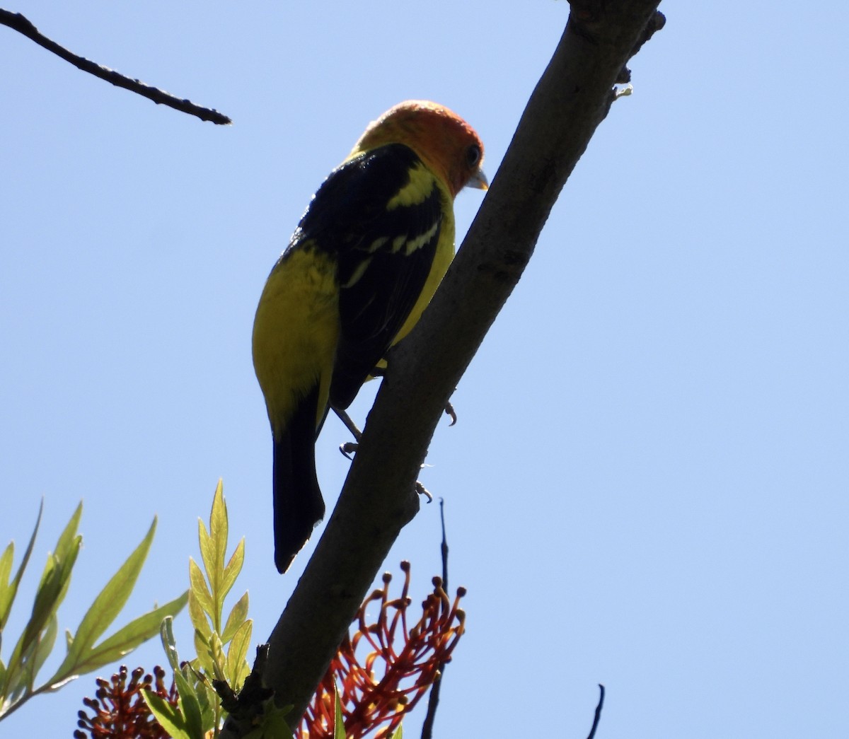 Western Tanager - Cathie Canepa