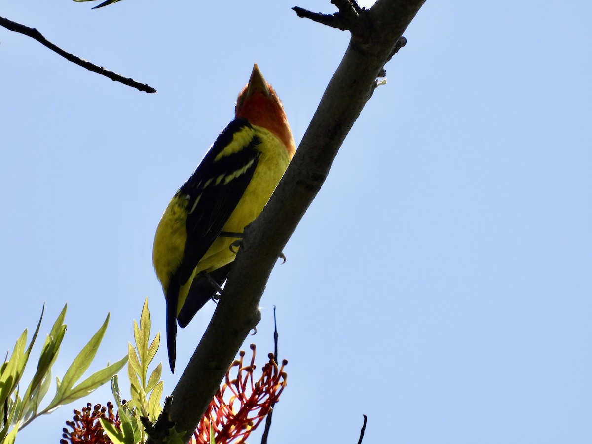 Western Tanager - ML618835922