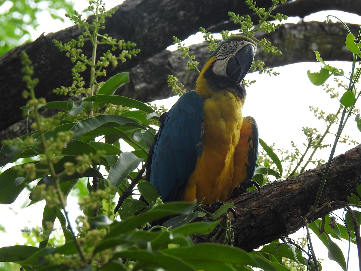 Blue-and-yellow Macaw - Jorge Rengifo Luque