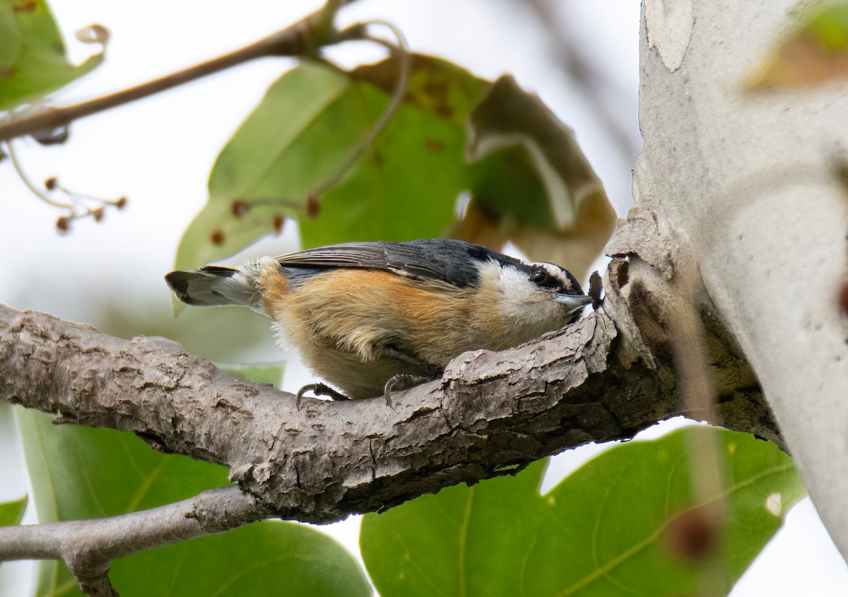 Red-breasted Nuthatch - ML618835953