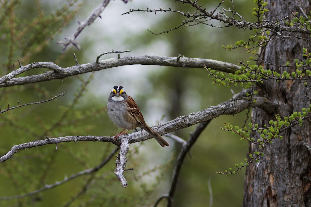 White-throated Sparrow - Bjoern Rost